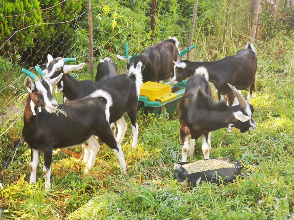 Alpine goats