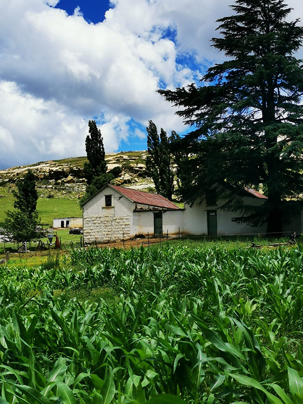 estate