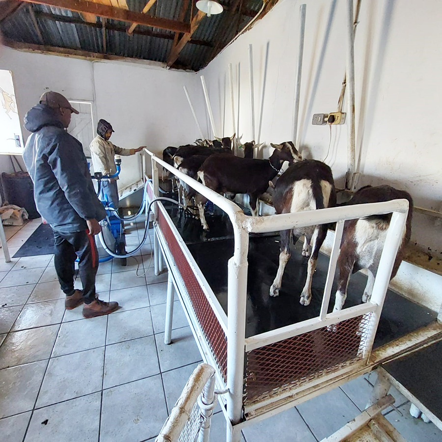 milking